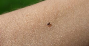 tick-majasimenc-freeimages